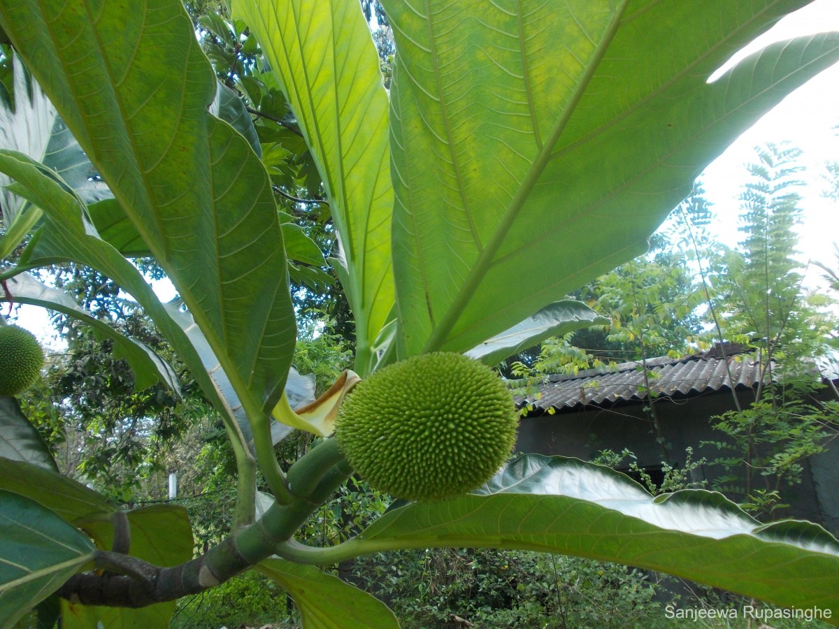 Artocarpus camansi Blanco